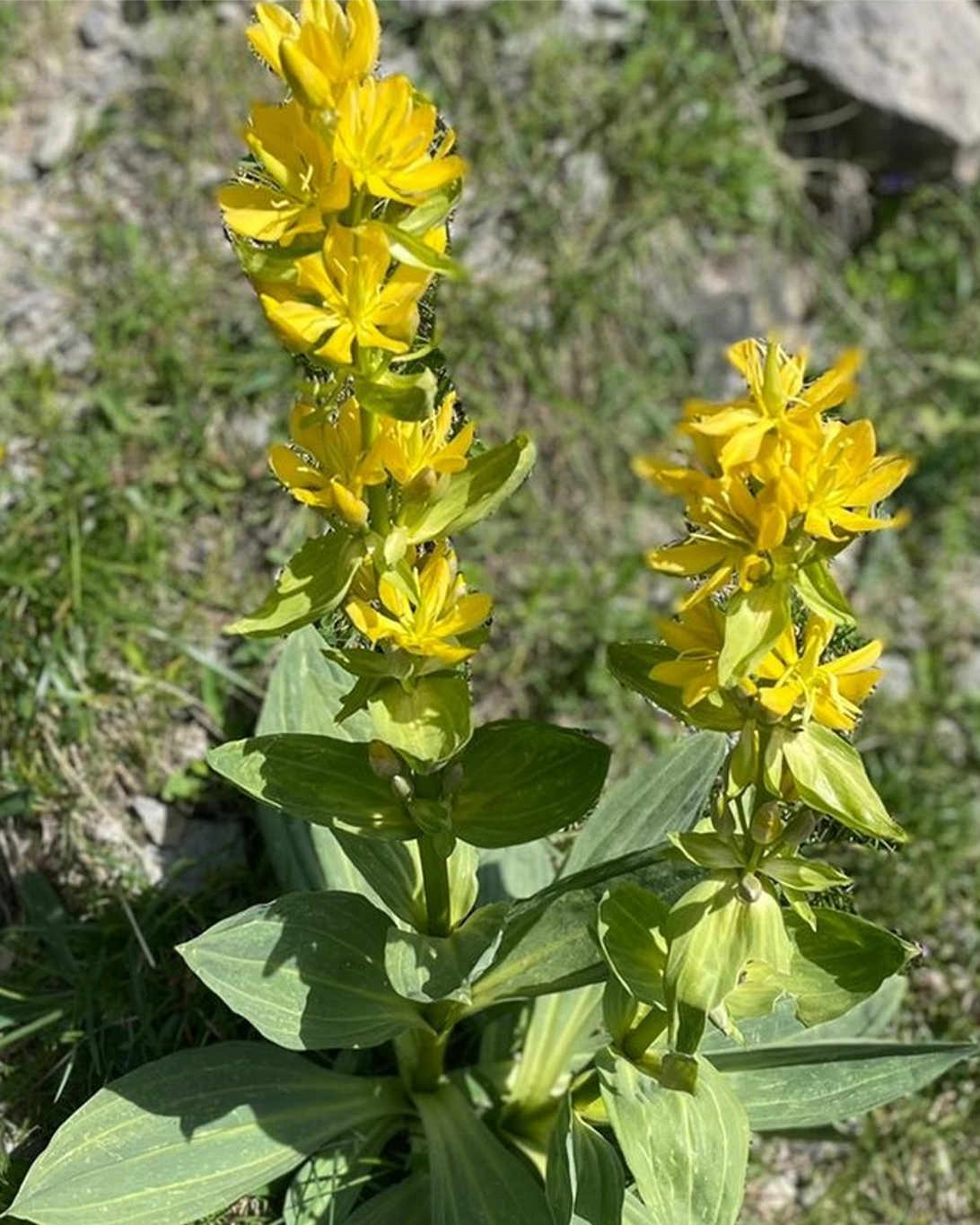 14. Genciana-Gentiana lutea