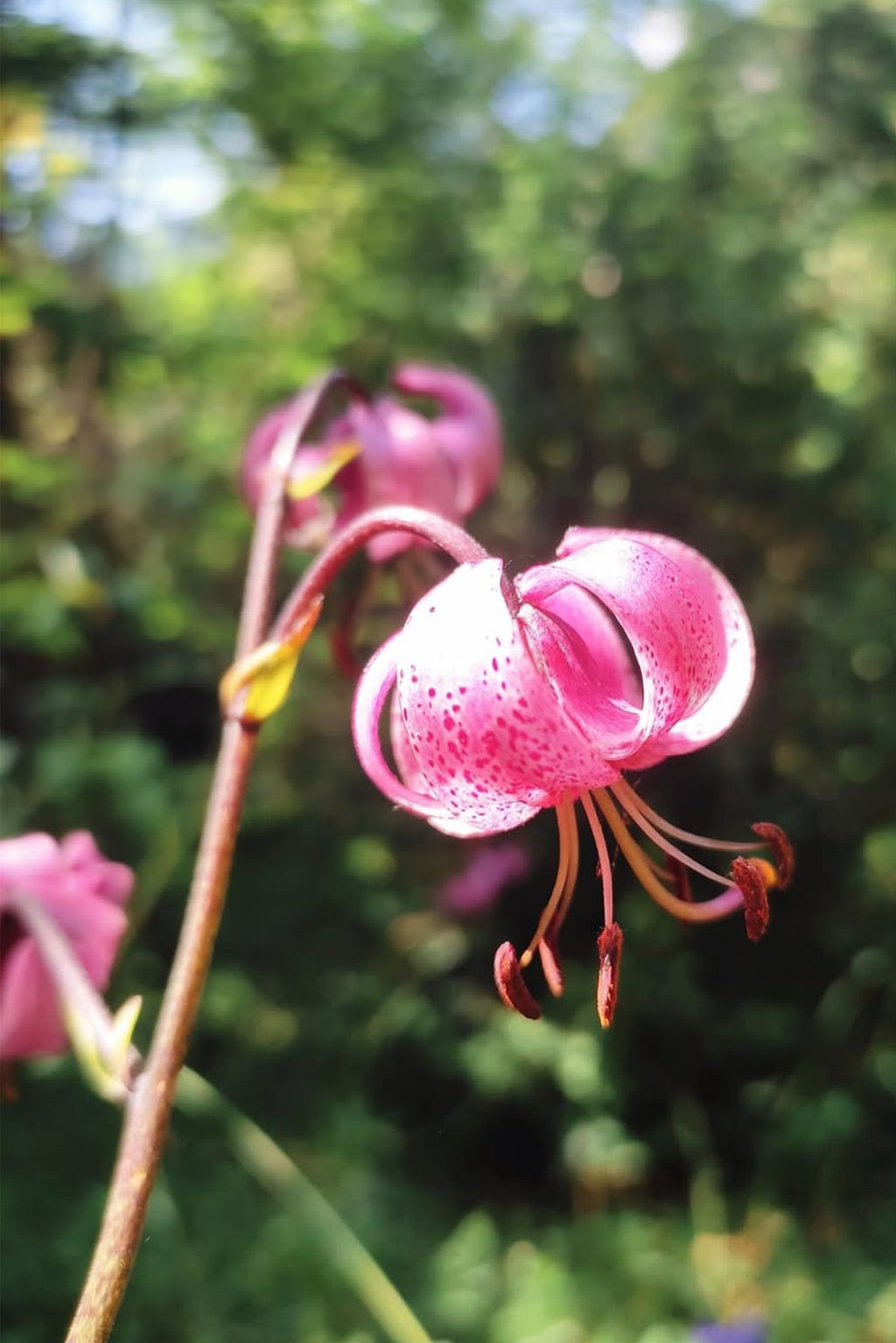 3. Flor