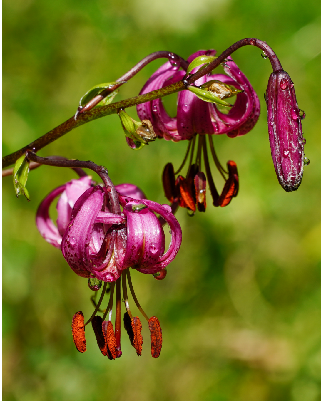 6. Flor
