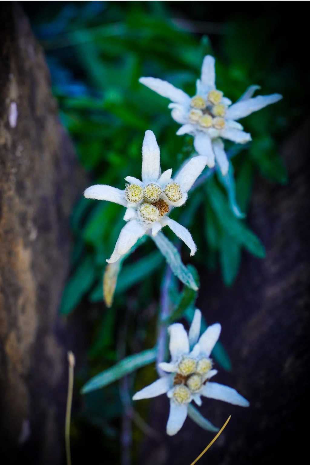 7. Flor de nieve