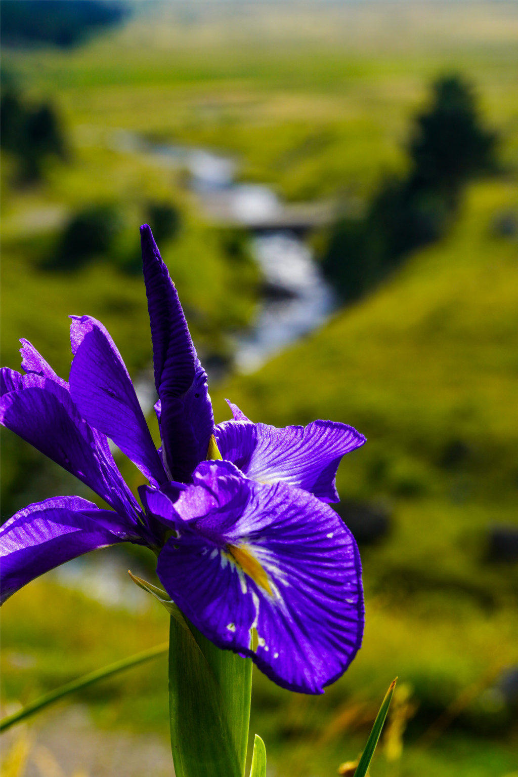 8. Iris azul