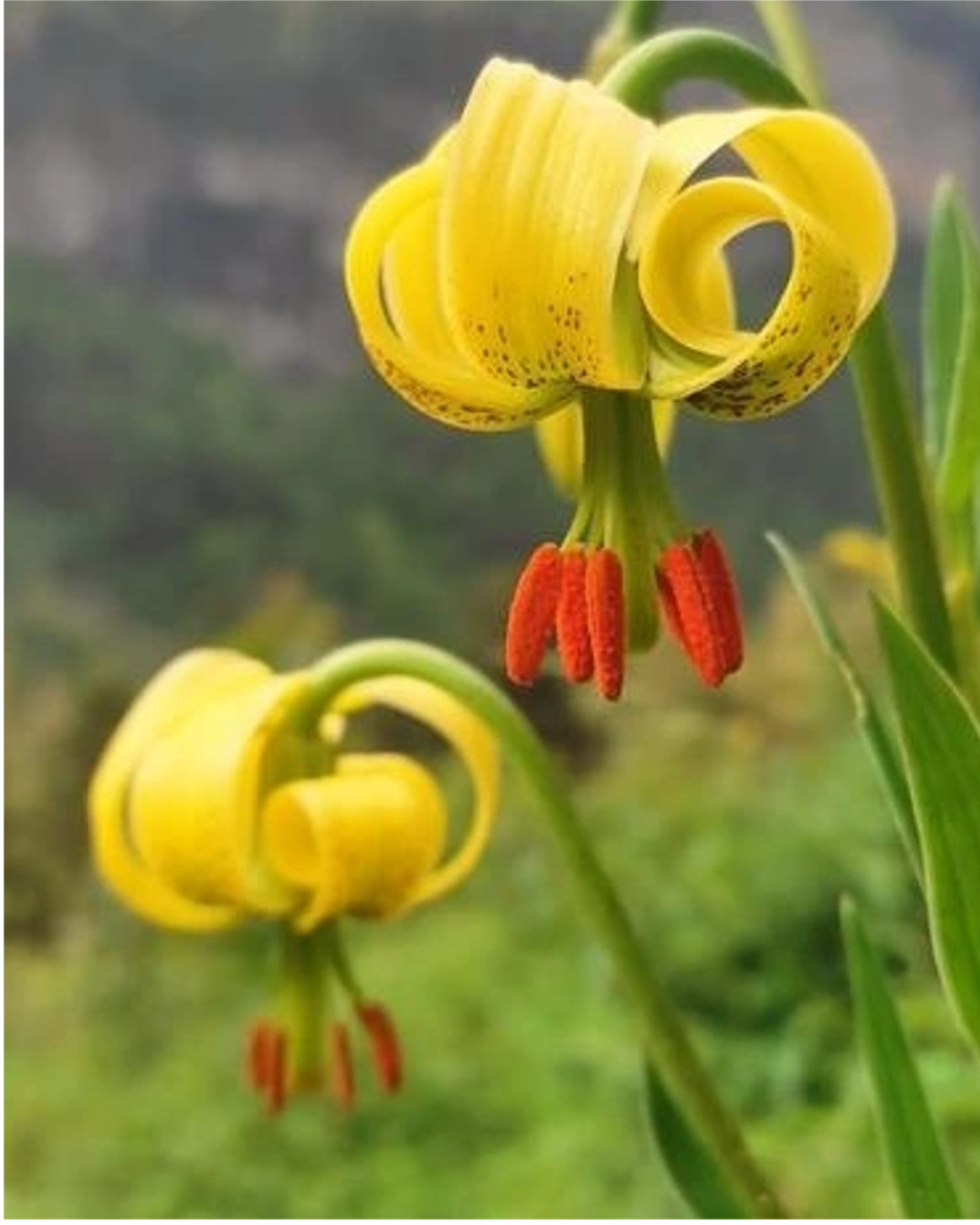 Flor amarilla (Lilium pyrenaicum)