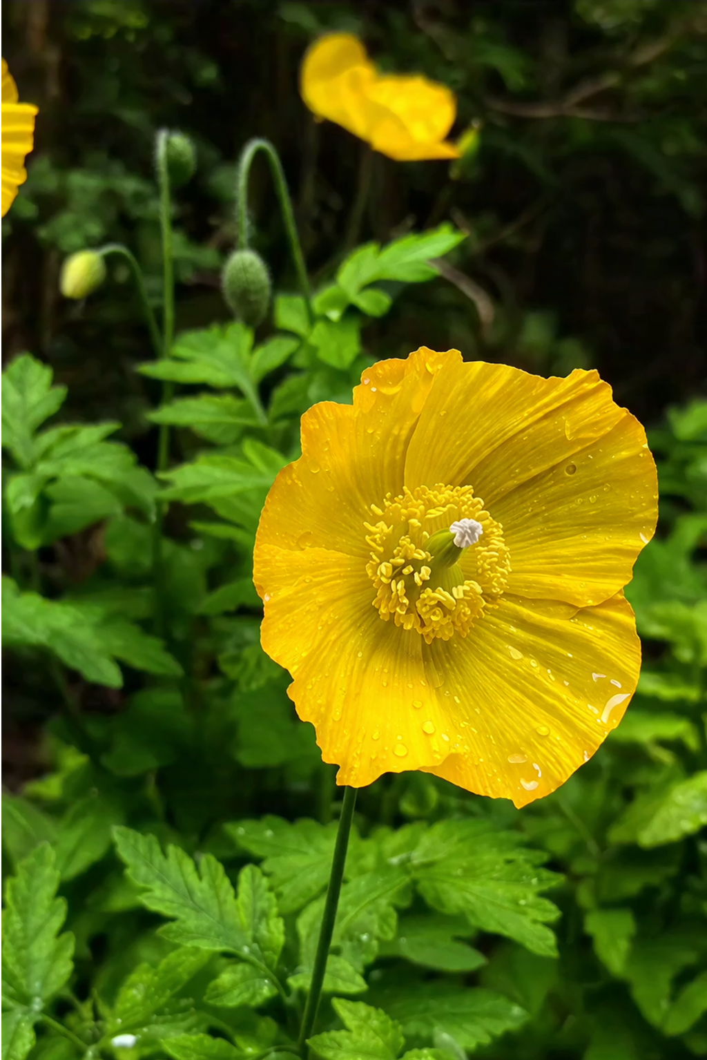 Flor amarilla
