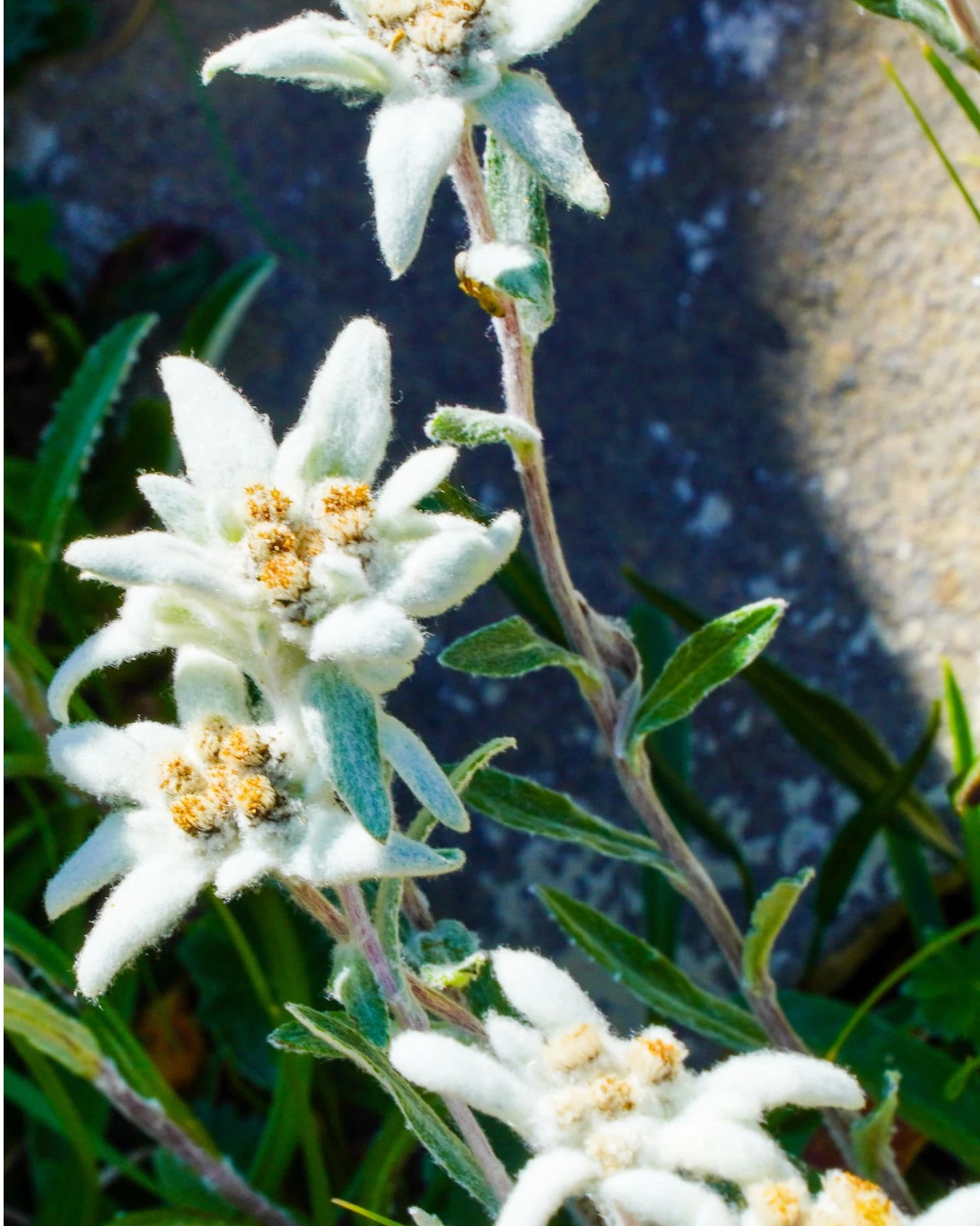 Flor de nieve