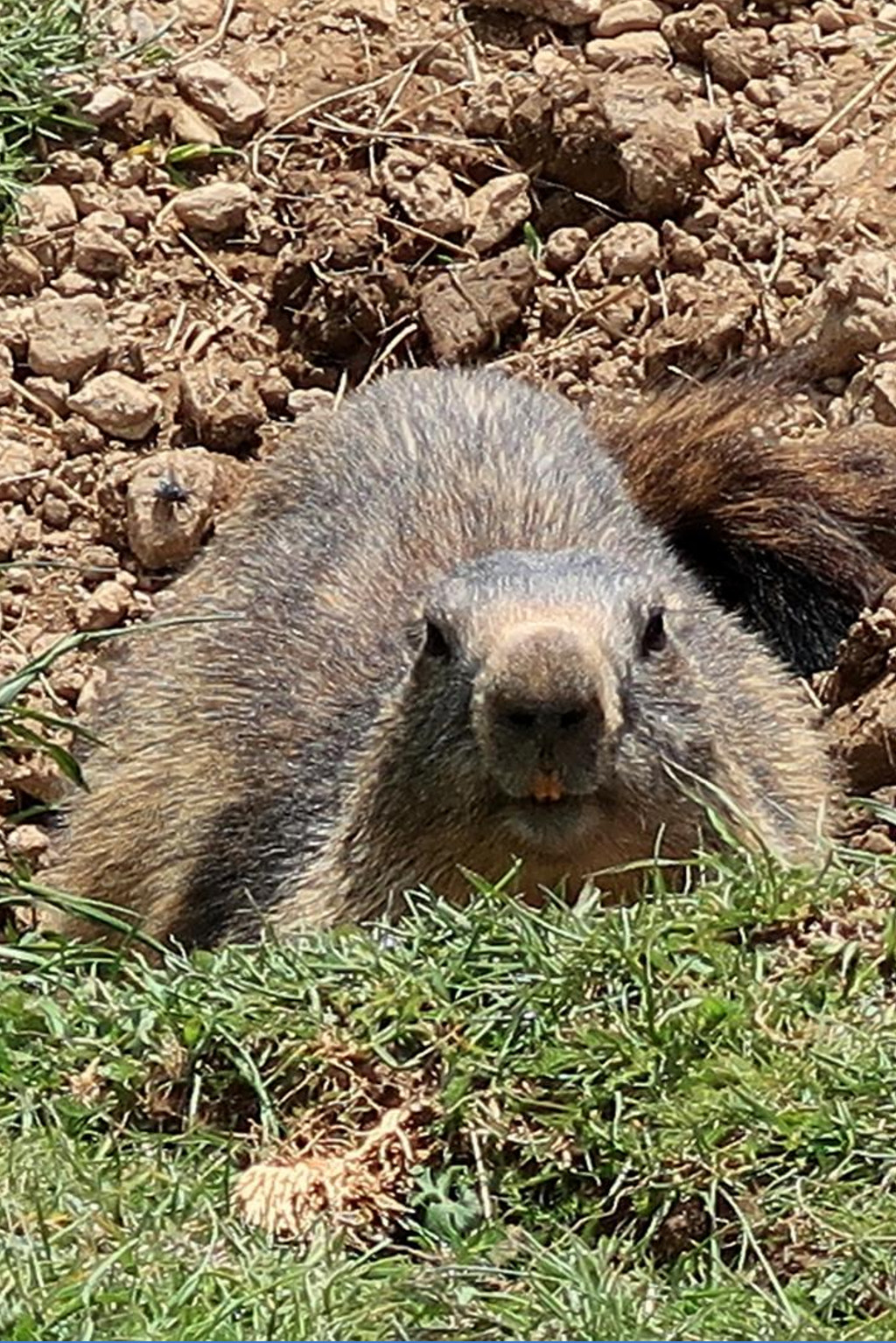 marmota