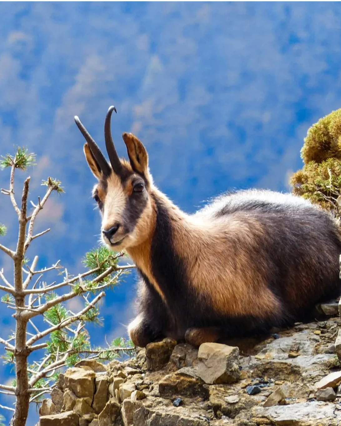 sarrio-pirineo-aragones-naturaleza